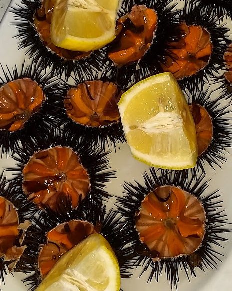 Sea Urchin