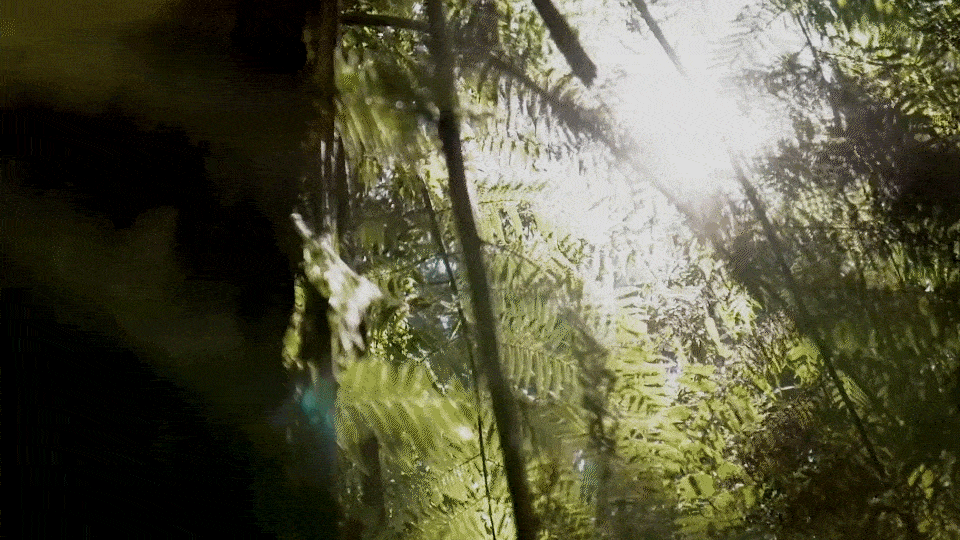 Dia da Amazônia